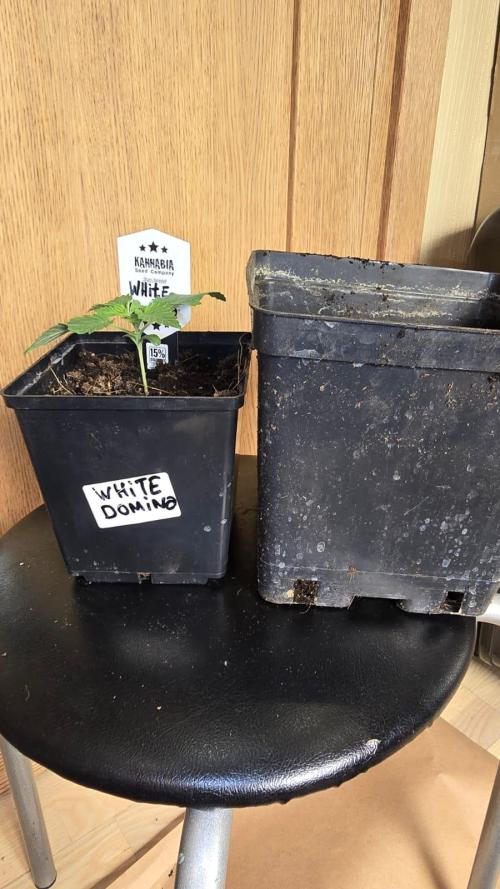 Kannabia Seed Company - White Domina. Week 2