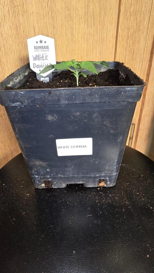 Kannabia Seed Company - White Domina. Week 2