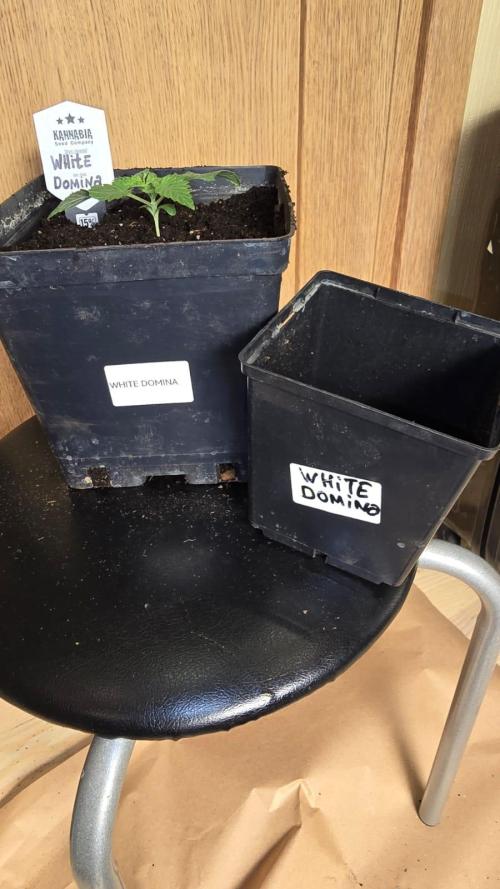 Kannabia Seed Company - White Domina. Week 2