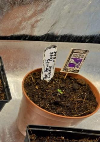 Grow Diary USA Genetics 2026 - F028. Week 0