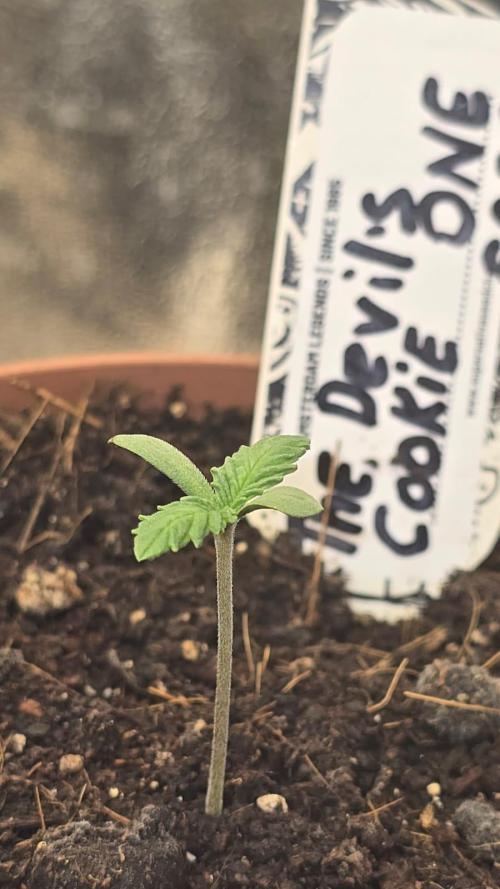 Grow Diary USA Genetics 2026 - F028. Week 0