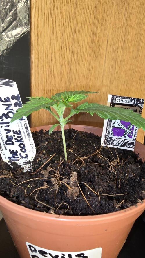 Grow Diary USA Genetics 2026 - F028. Week 2