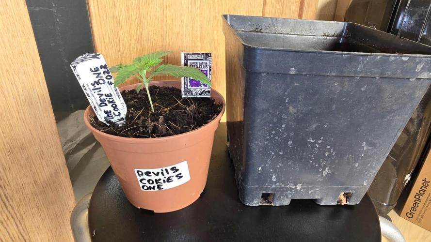 Grow Diary USA Genetics 2026 - F028. Week 2