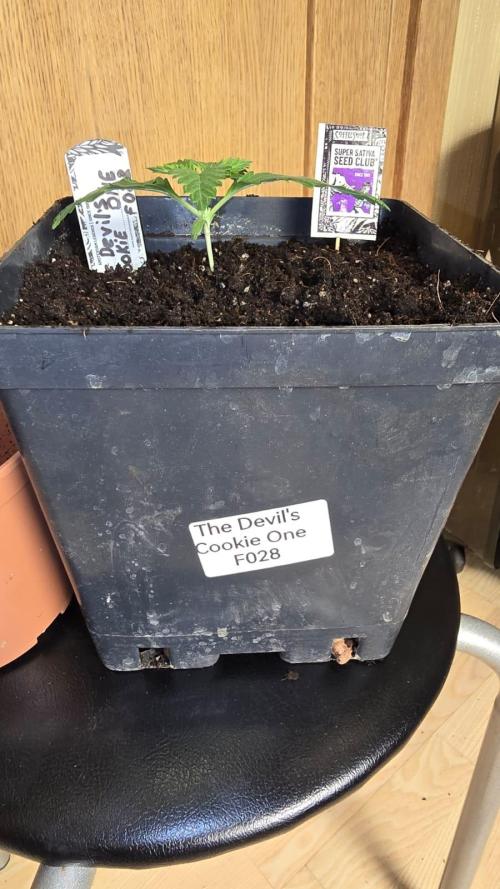 Grow Diary USA Genetics 2026 - F028. Week 2