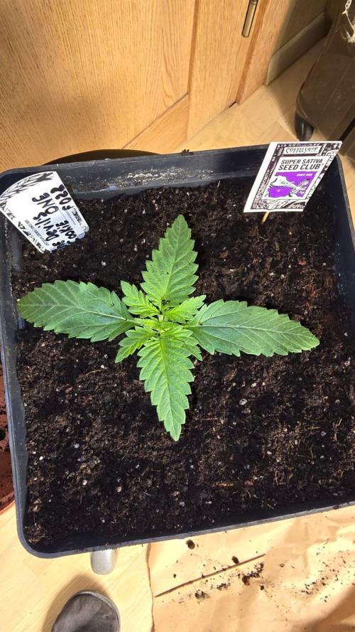 Grow Diary USA Genetics 2026 - F028. Week 2