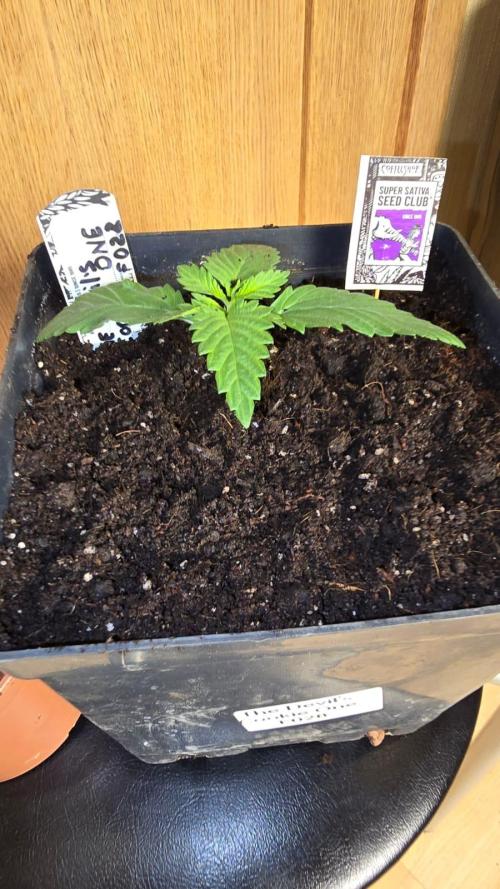 Grow Diary USA Genetics 2026 - F028. Week 2