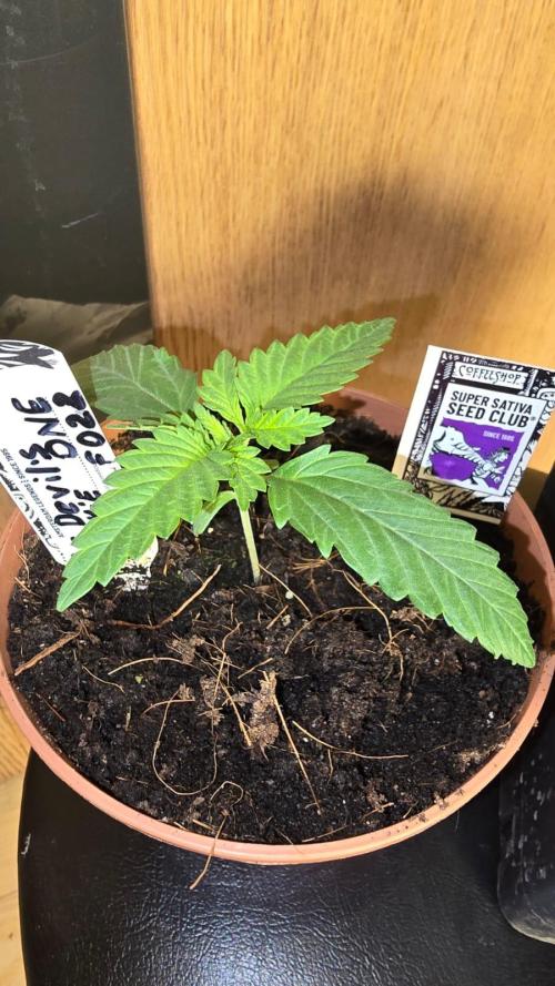 Grow Diary USA Genetics 2026 - F028. Week 2