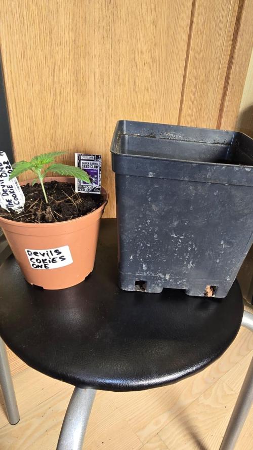 Grow Diary USA Genetics 2026 - F028. Week 2