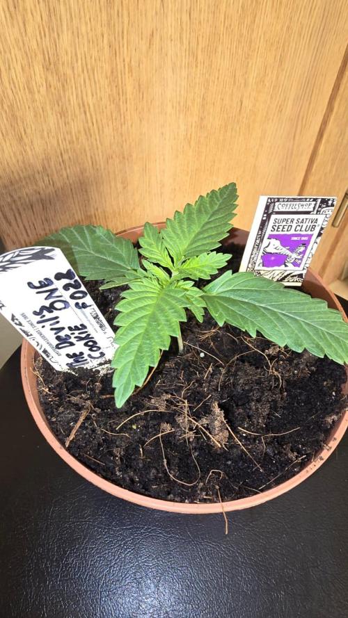 Grow Diary USA Genetics 2026 - F028. Week 2