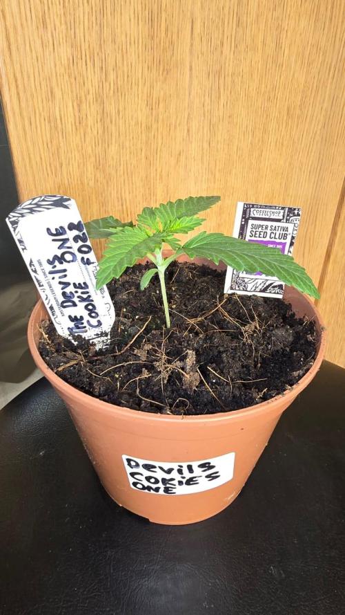 Grow Diary USA Genetics 2026 - F028. Week 2