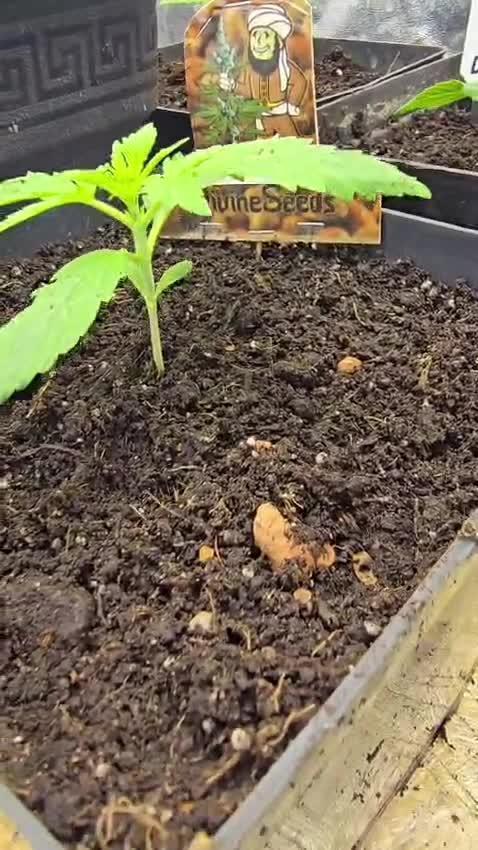 Divine Seeds  - Auto Kabul