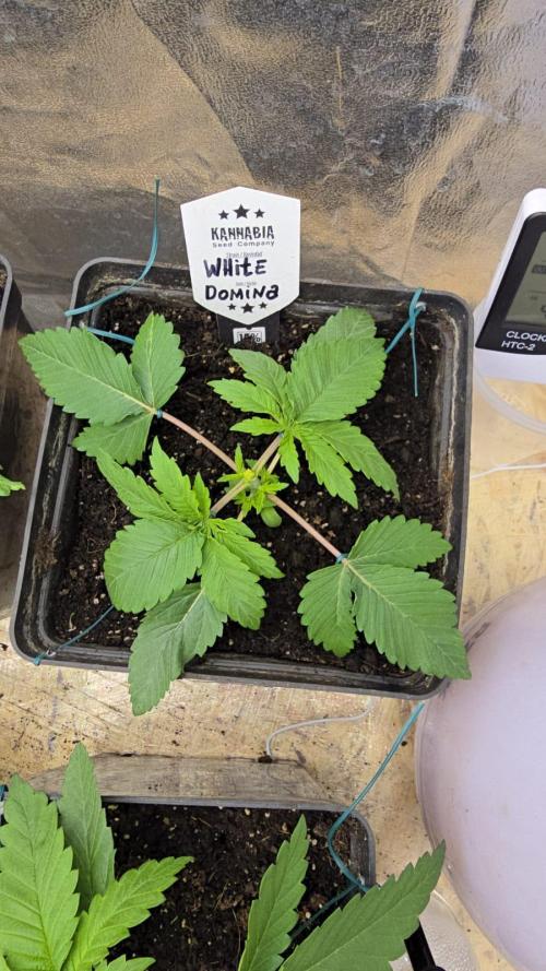 Kannabia Seed Company - White Domina. Week 3 - 18 days - LST