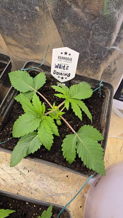 Kannabia Seed Company - White Domina. Week 3 - 18 days - LST