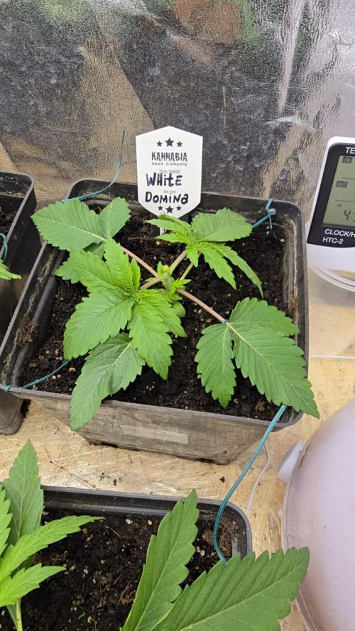 Kannabia Seed Company - White Domina. Week 3 - 18 days - LST