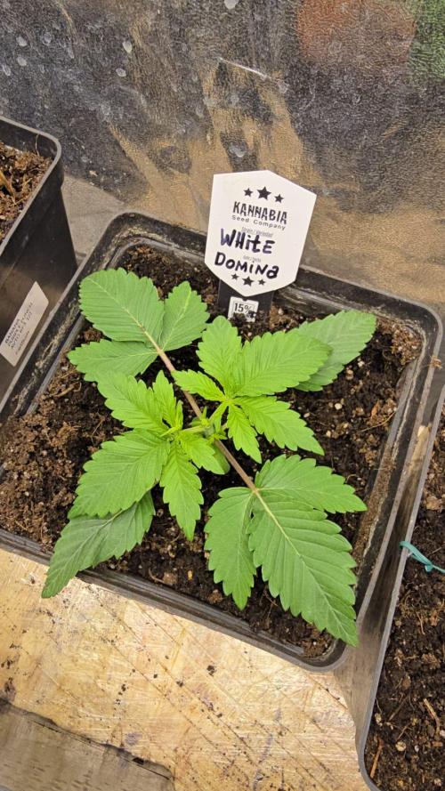 Kannabia Seed Company - White Domina. Week 3 - 16 days - topping✂️