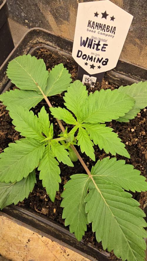 Kannabia Seed Company - White Domina. Week 3 - 16 days - topping✂️