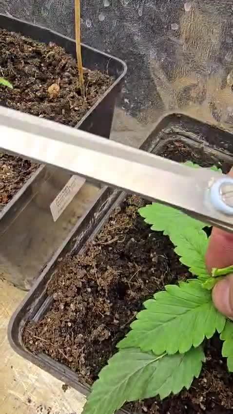 Kannabia Seed Company - White Domina