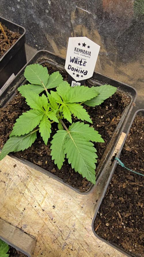 Kannabia Seed Company - White Domina. Week 3 - 16 days - topping✂️