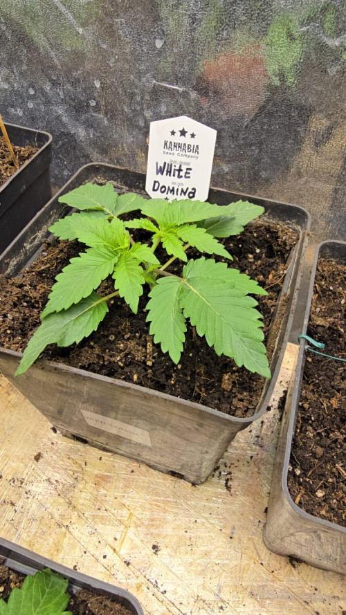 Kannabia Seed Company - White Domina. Week 3 - 16 days - topping✂️