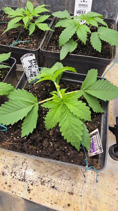 Grow Diary USA Genetics 2026 - F028. Week 3 - LST -18 days