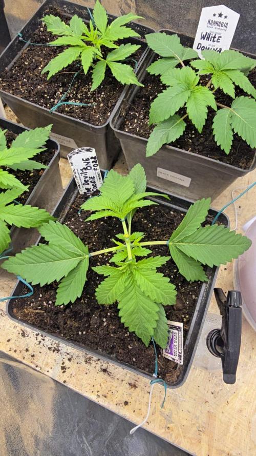 Grow Diary USA Genetics 2026 - F028. Week 3 - LST -18 days