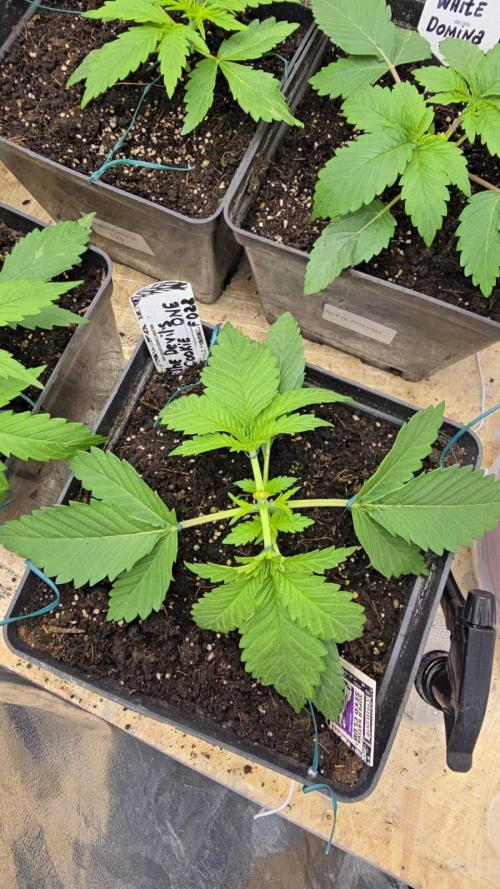 Grow Diary USA Genetics 2026 - F028. Week 3 - LST -18 days