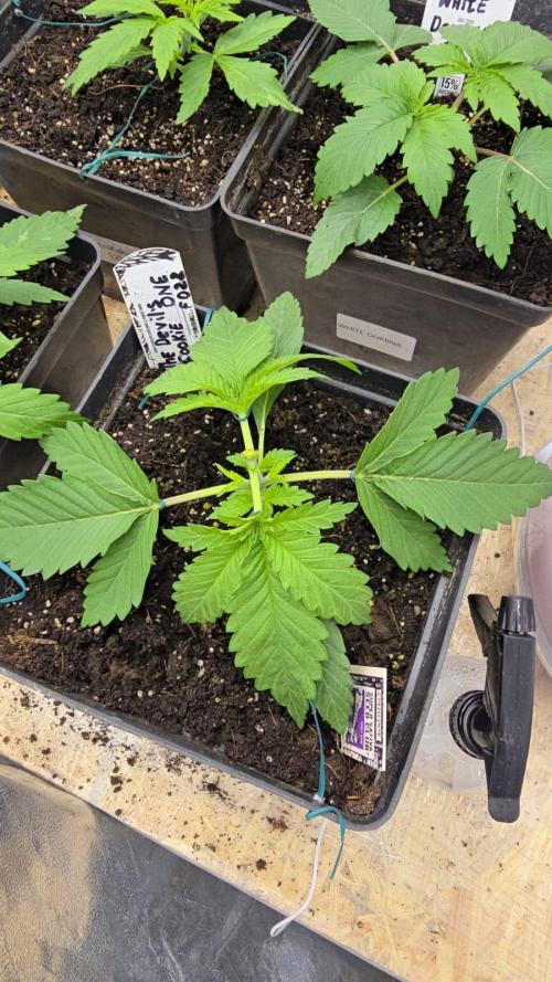 Grow Diary USA Genetics 2026 - F028. Week 3 - 16 days -topping