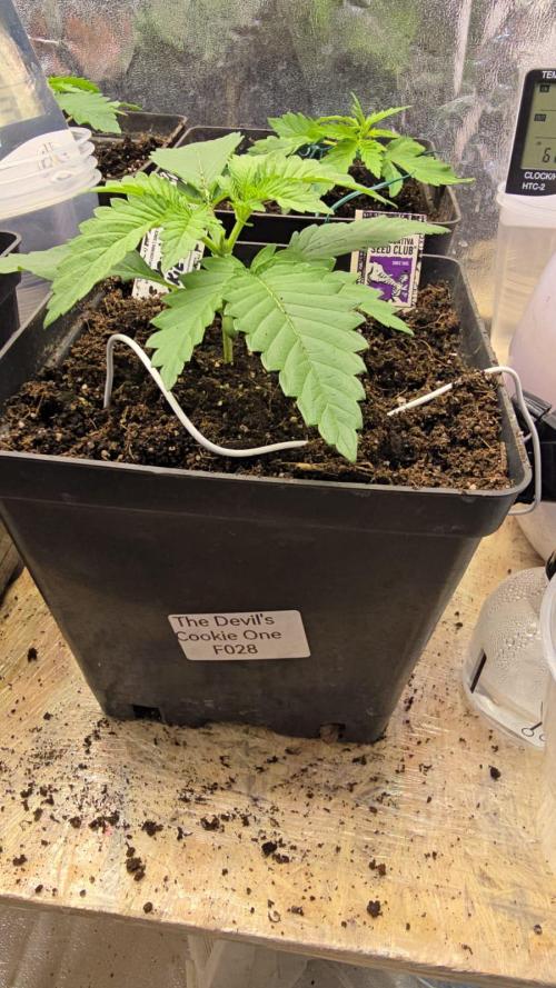 Grow Diary USA Genetics 2026 - F028. Week 3 - 16 days -topping