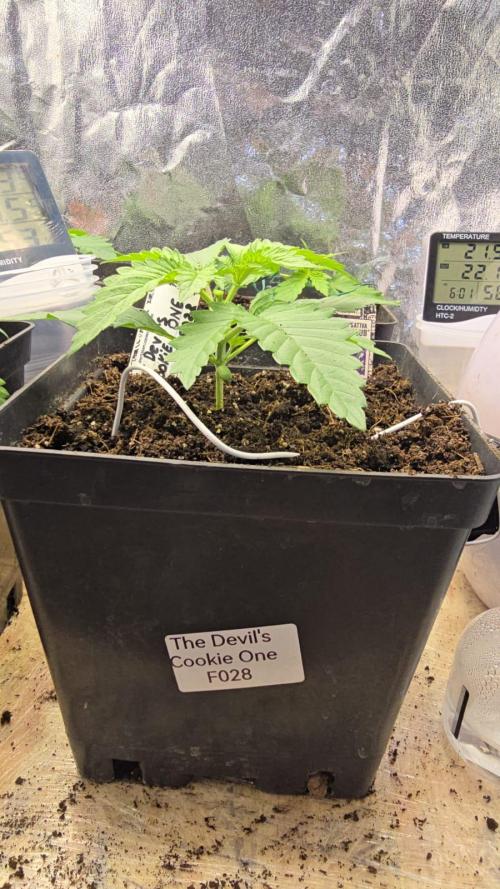 Grow Diary USA Genetics 2026 - F028. Week 3 - 16 days -topping
