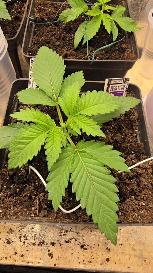 Grow Diary USA Genetics 2026 - F028. Week 3 - 16 days - topping