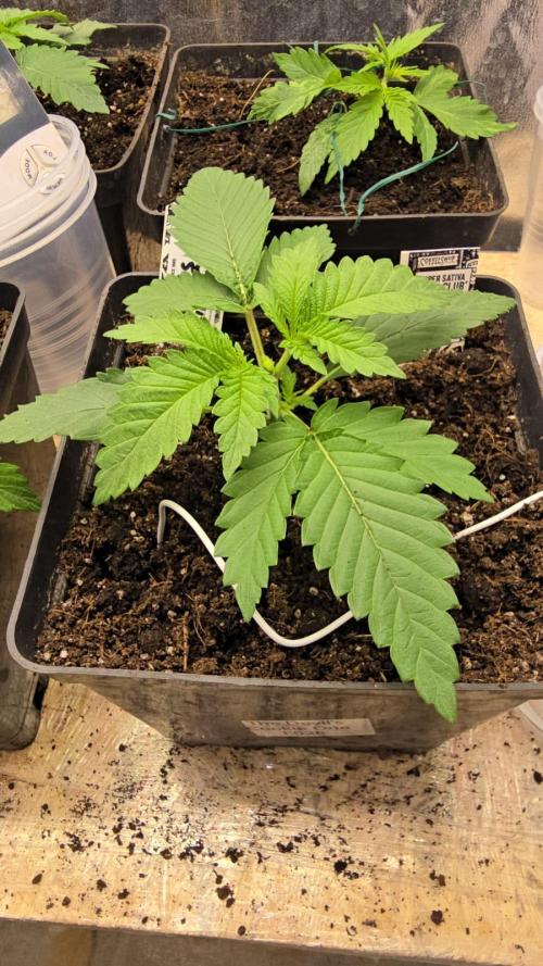 Grow Diary USA Genetics 2026 - F028. Week 3 - 16 days - topping