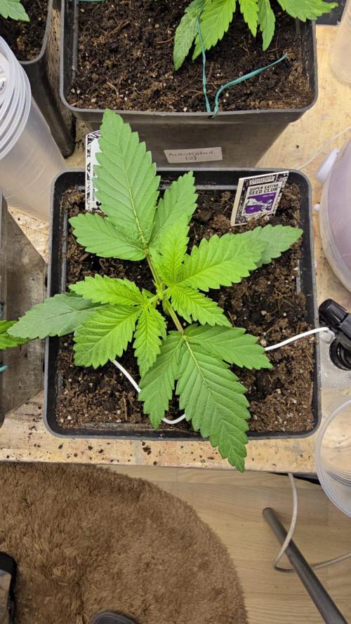 Grow Diary USA Genetics 2026 - F028. Week 3 - 16 days - topping