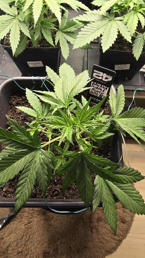 Fast Buds💚🏆. Week 3 - 23 days 