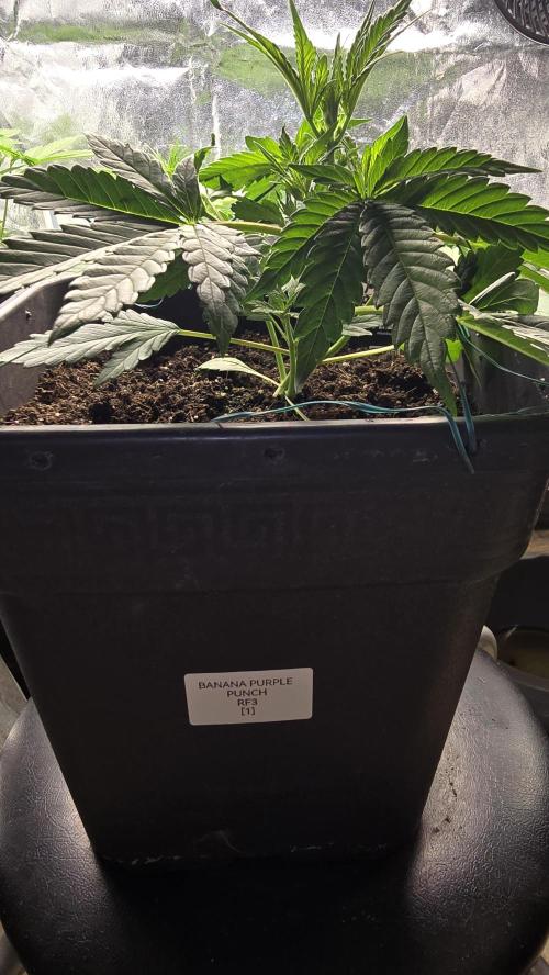 Fast Buds💚🏆. Week 3 - 23 days 