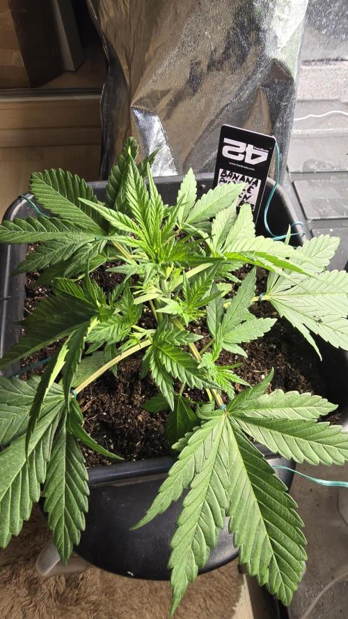 Fast Buds💚🏆. Week 3 - 23 days 