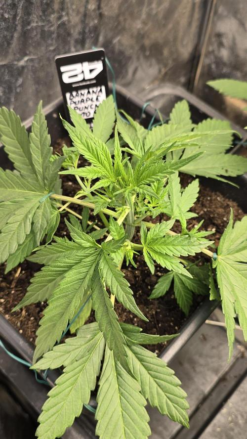 Fast Buds💚🏆. Week 3 - 23 days 
