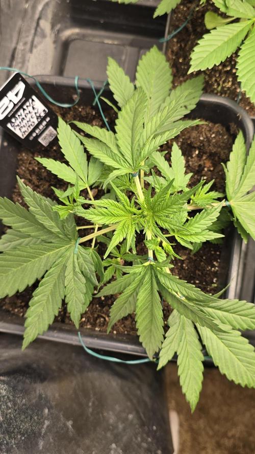 Fast Buds💚🏆. Week 3 - 23 days 