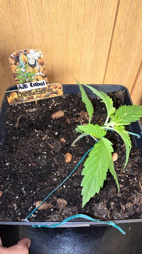 Divine Seeds  - Auto Kabul. Week 2