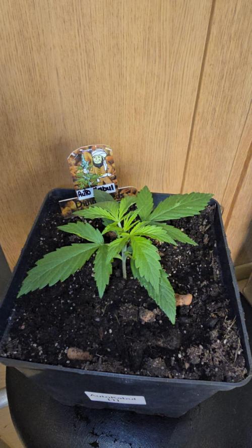 Divine Seeds  - Auto Kabul. Week 2