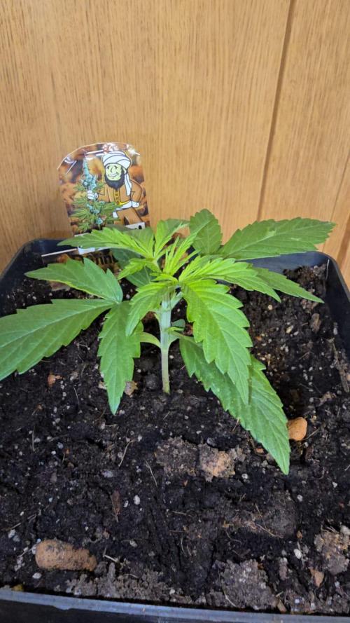 Divine Seeds  - Auto Kabul. Week 2