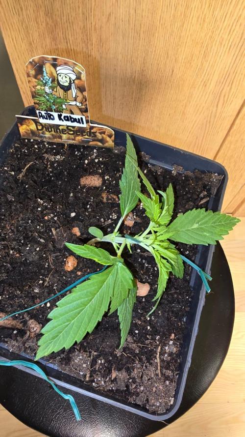 Auto Kabul. Week 2