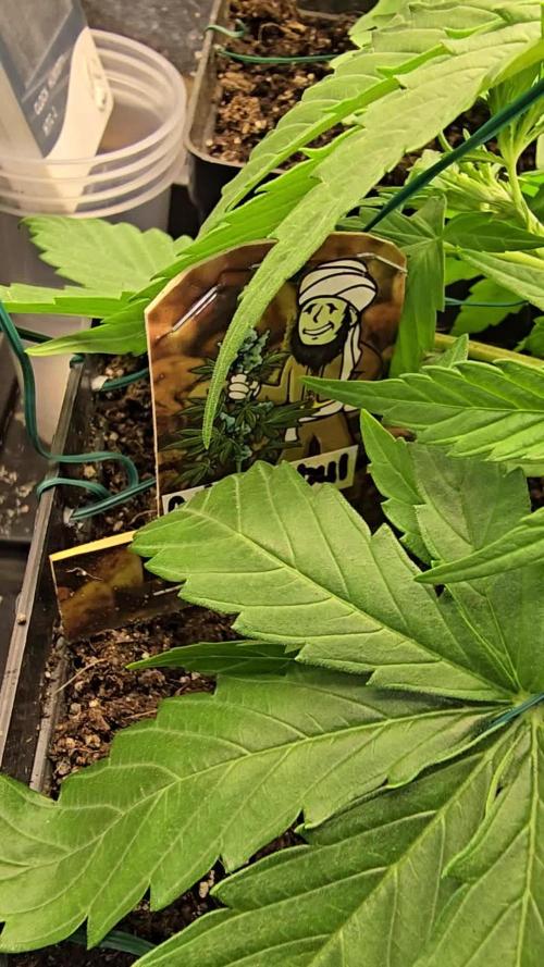 Divine Seeds  - Auto Kabul