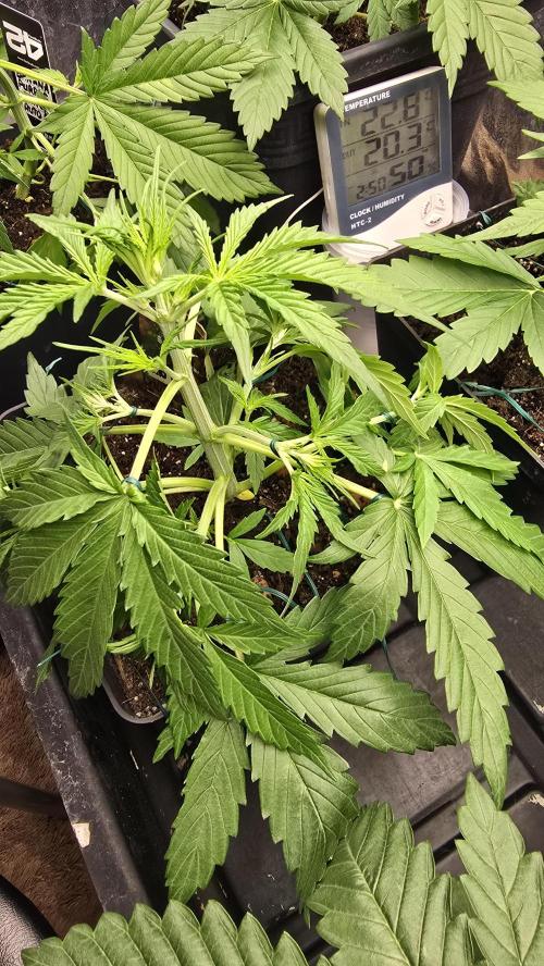 Divine Seeds  - Auto Kabul. Week 3
