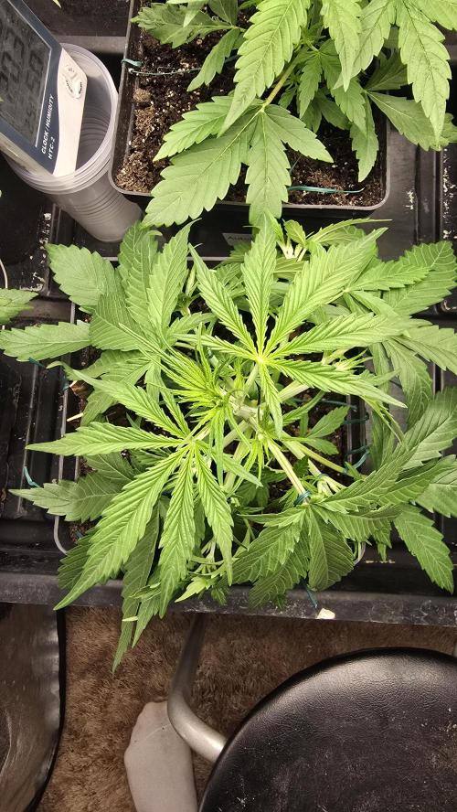Divine Seeds  - Auto Kabul. Week 3