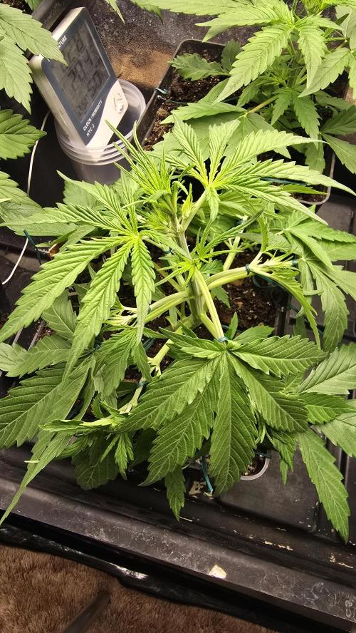 Divine Seeds  - Auto Kabul. Week 3