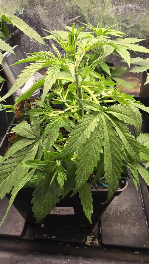 Divine Seeds  - Auto Kabul. Week 3
