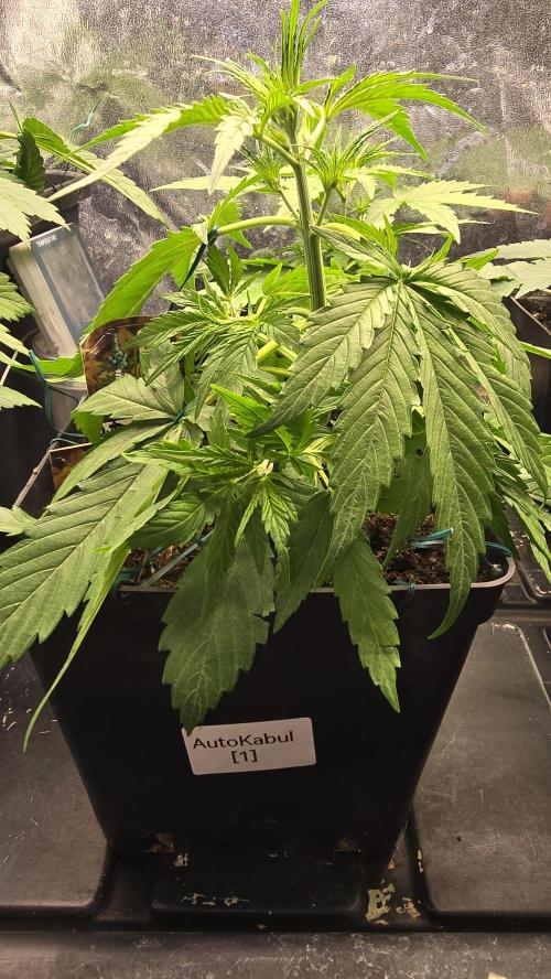 Auto Kabul. Week 3