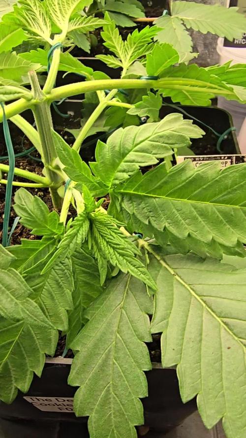 Grow Diary USA Genetics 2026 - F028