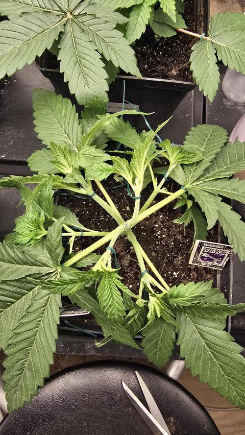 Grow Diary USA Genetics 2026 - F028. Week 4 - 23 days 
