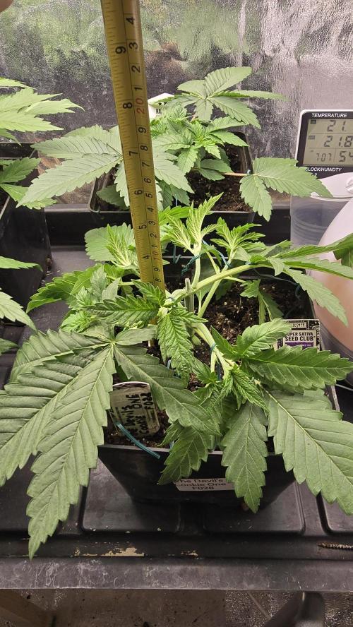 Grow Diary USA Genetics 2026 - F028. Week 4 - 23 days 